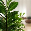 Ambiance zen et plantes vertes dans le salon d’accueil